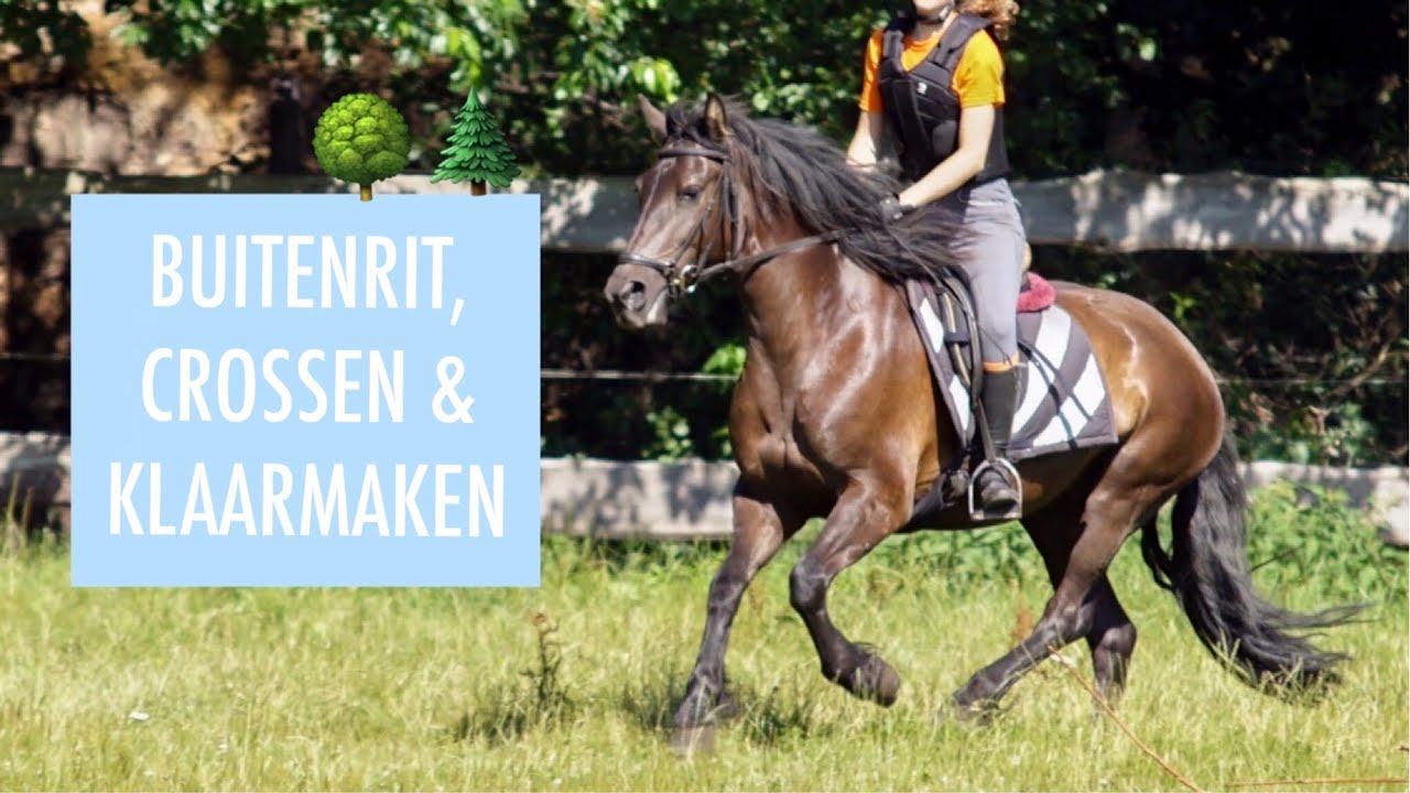 🐴 - TREC op STAL ‘T REELAER 2019 /dinsdag/ | !lse vlog #23