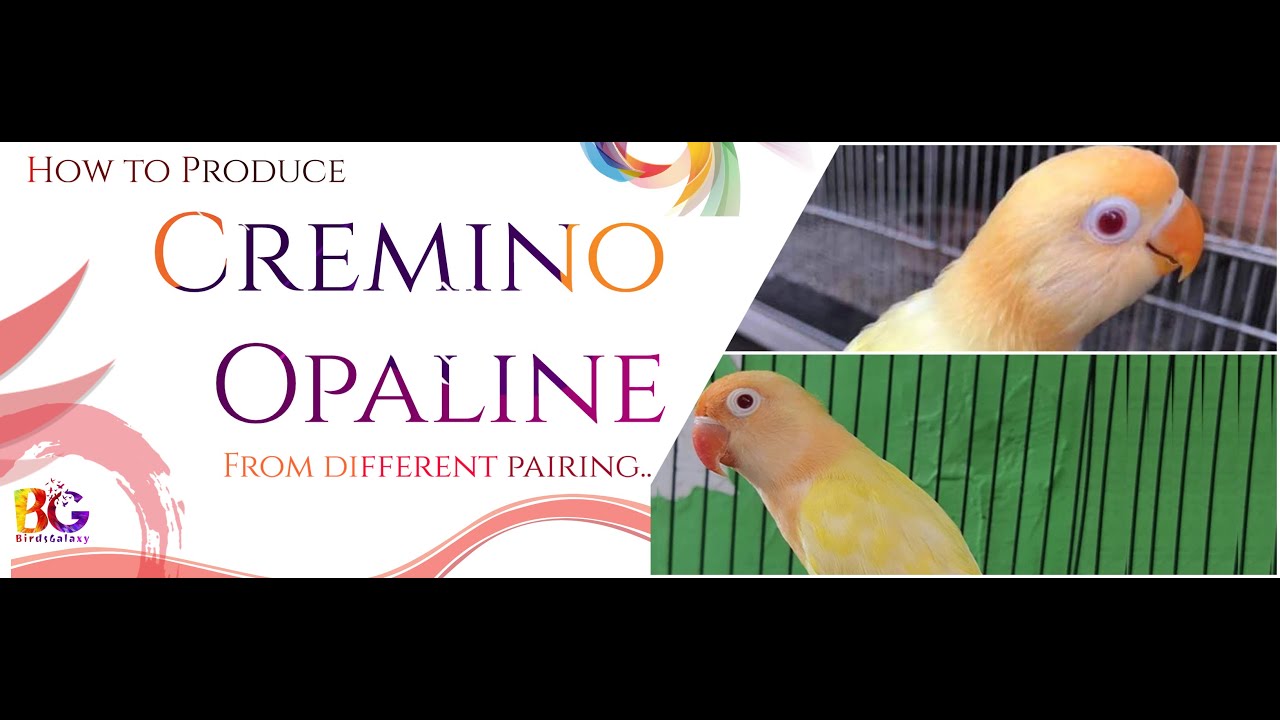 How to Produce Cremino Opaline | from Different Pairing | Cremino | parblue | Green opaline