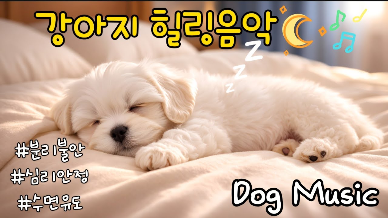 🐶💛강아지가 좋아하는 음악🎵🐾🌙 분리불안 완화|수면|힐링|휴식|8시간 음악