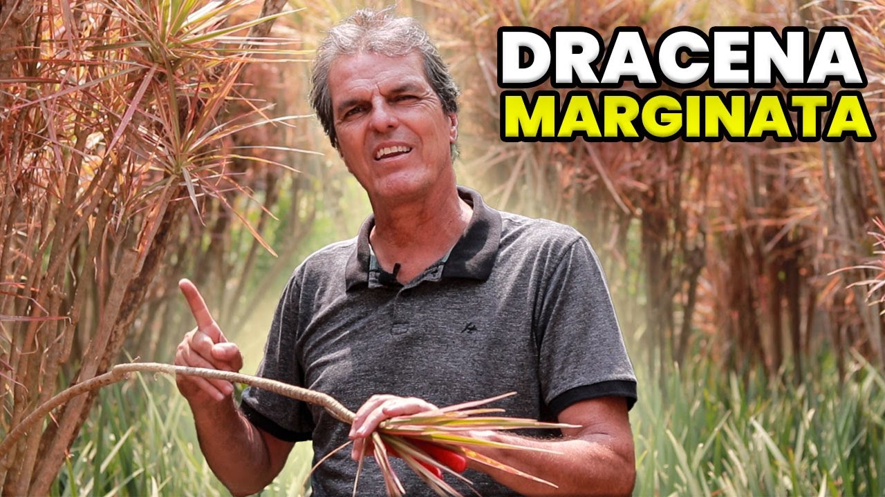 DICAS E CUIDADOS sobre A DRACENA MARGINATA TRICOLOR!