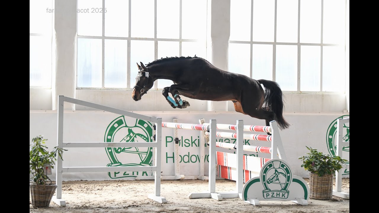 Ligiero AA, Regiel x Sentender, ur./born 9.05.2022, gniady/bay, PZHK (m)