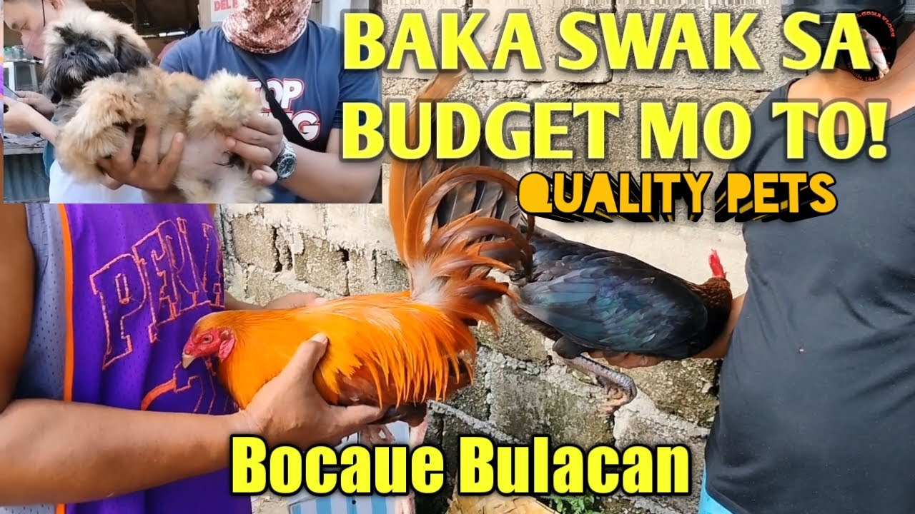 SAAN MAKAKABILI NG MURANG ASO, MANOK AT MGA IBON?: TIANGEAN NG PETS AND FARM ANIMALS: BOCAUE BULACAN