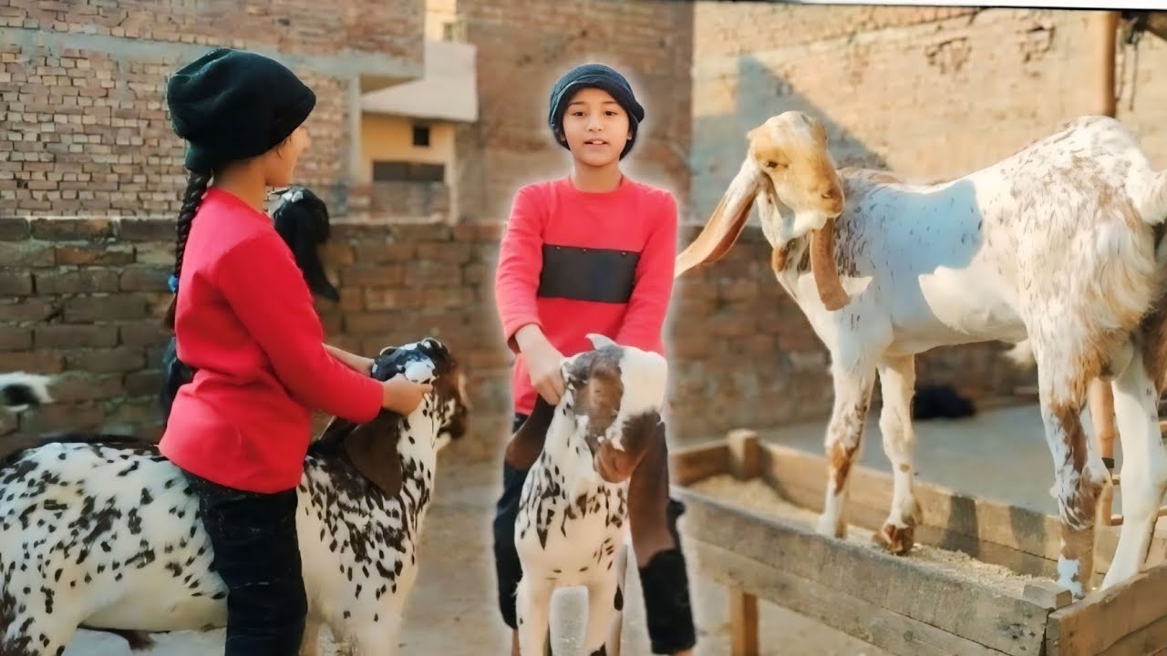 new goat k sath new  riding video | aneeb ka gharana |
