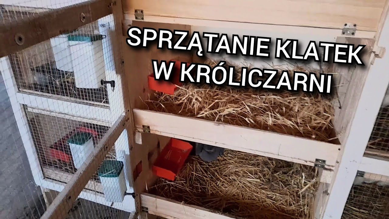 pierwsze sprzątanie klatek dla królików w króliczarni -obowiązki w hodowli królików #hodowlakrólików