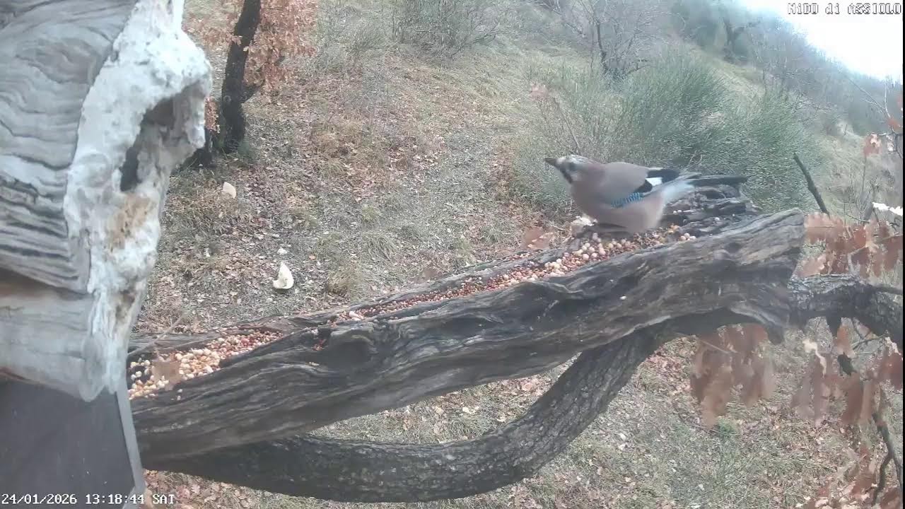 live streaming  animali Appennini umbro - marchigiano: ricci, cinghiali ,volpi istrici, lupo.