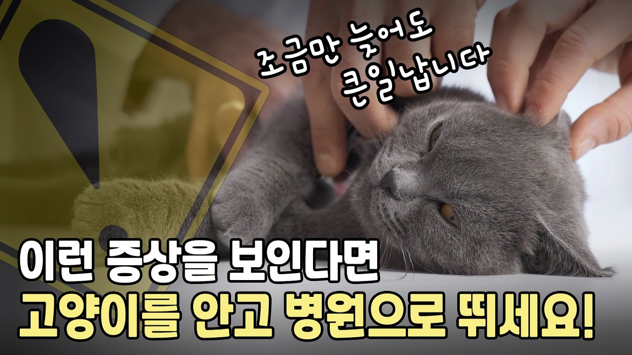 고양이를 갑자기 죽이는 심장병. 고양이 비대성 심근증(HCM)