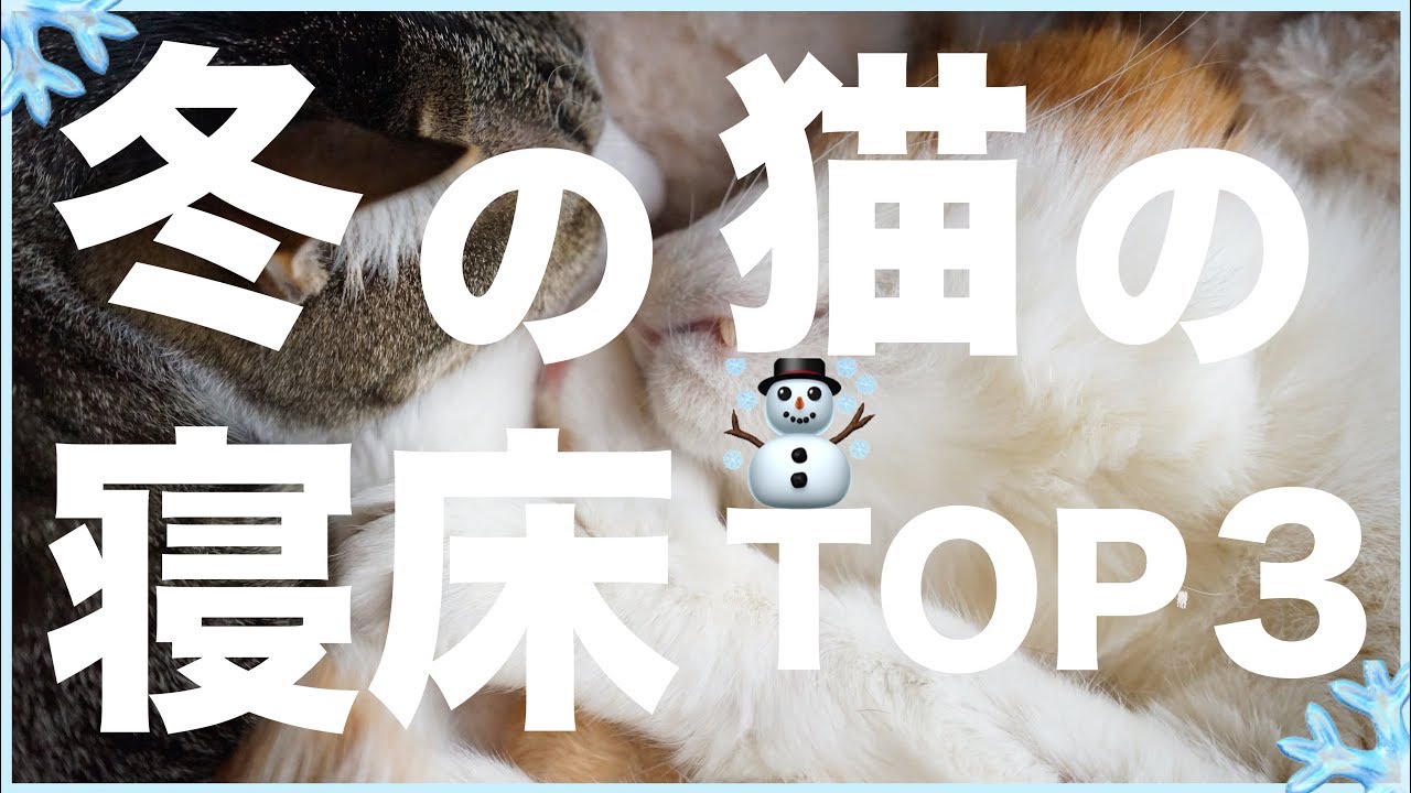 冬の猫の寝床TOP3
