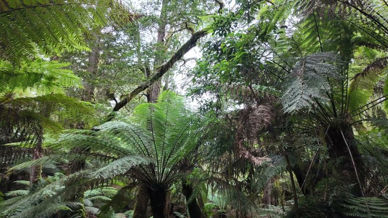 A Walk through the Cool Rain Forrest