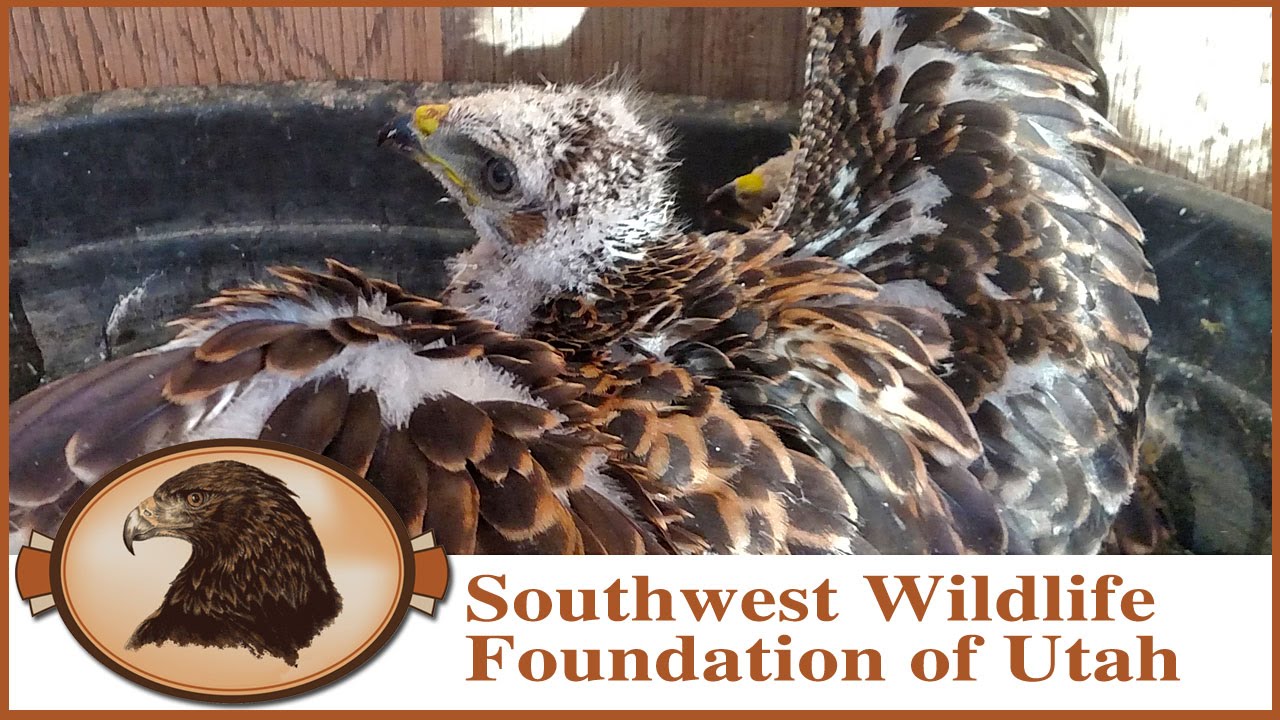 Survival of the Fittests! Swainson Hawk Chicks at Mealtime.