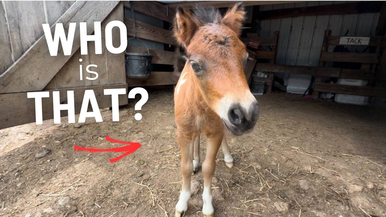 Our Hilarious Mini Foal Shocks The Herd! - Donkey's Reaction Is Priceless!