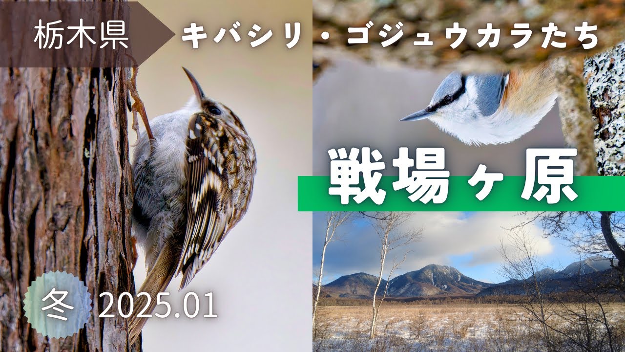 【野鳥観察】キバシリやオオアカゲラたちと白銀の世界｜冬の戦場ヶ原