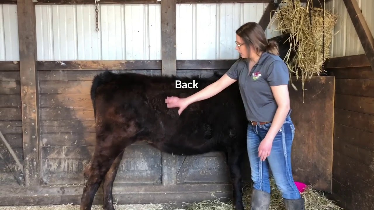 Farm Wisconsin Cow Anatomy Video