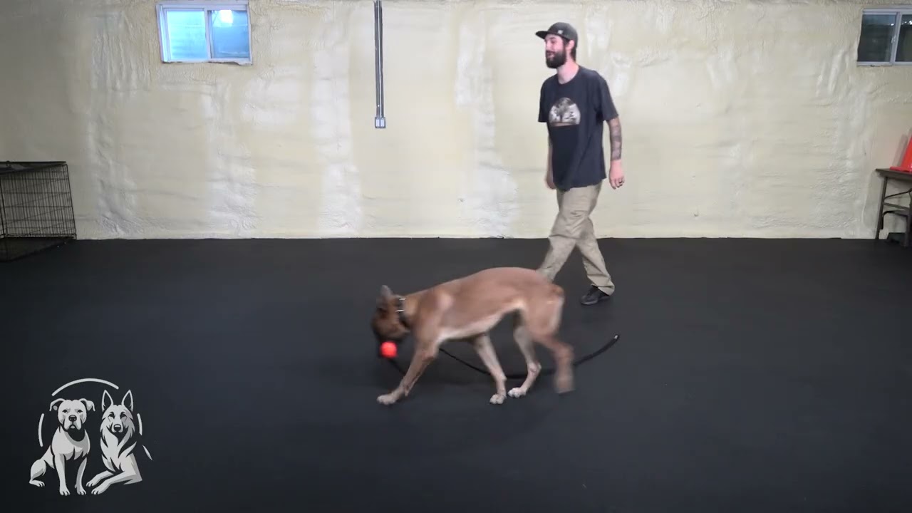 Unedited Dog Training | 8/30/25 | Morty | Tug