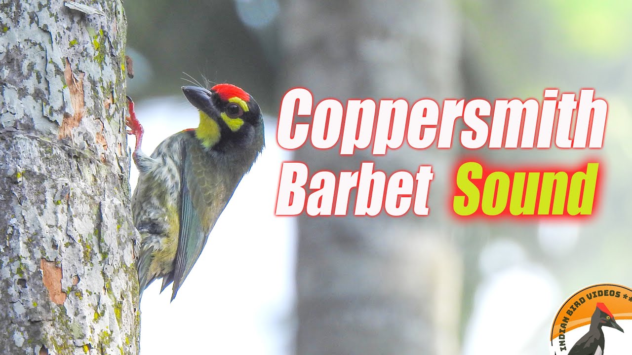 Sound / Call of Coppersmith barbet - tuk tuk tuk - A familiar urban bird call @IndianBirdVideos