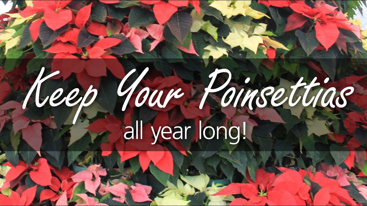 House Plant Care: Poinsettias after the Holidays