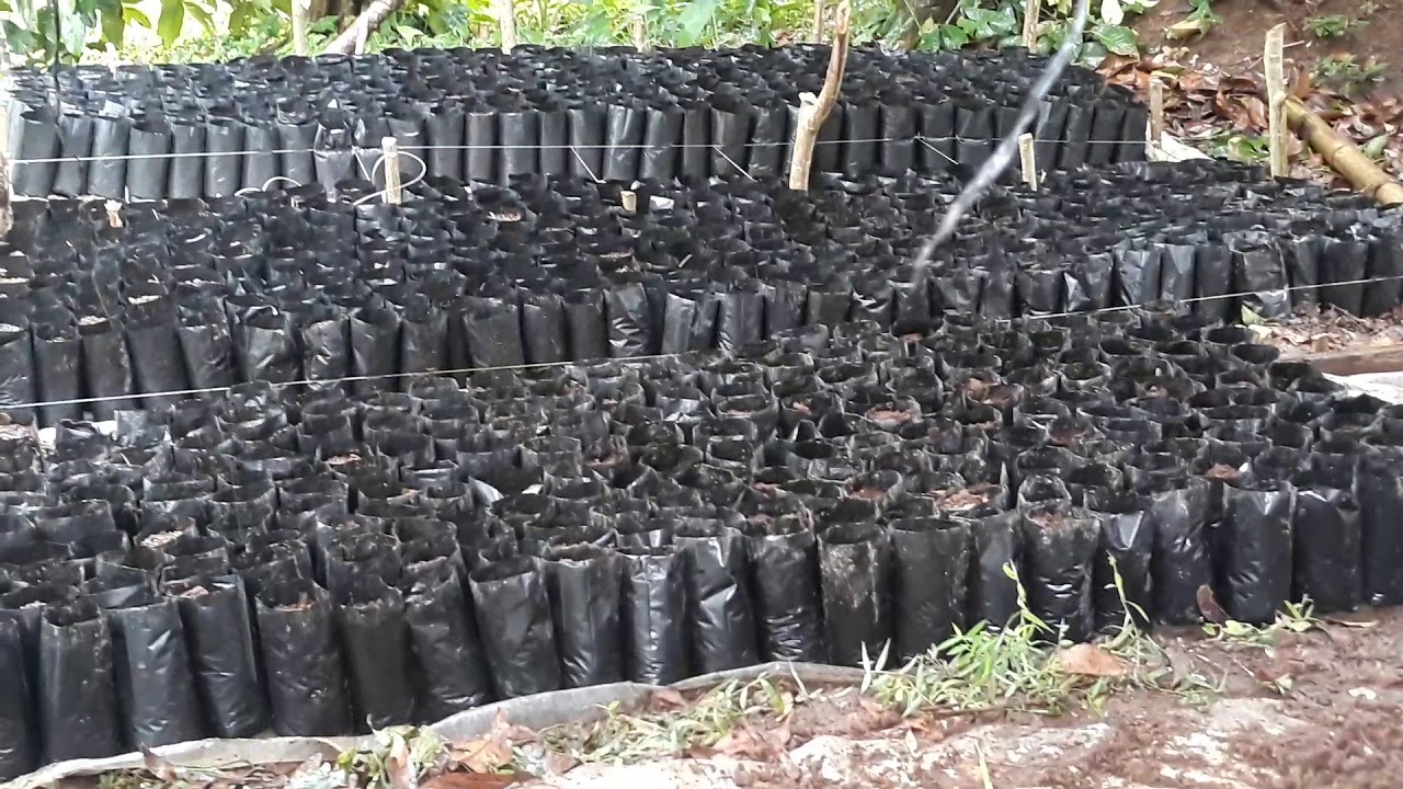 Preparing nursery for Cacao...