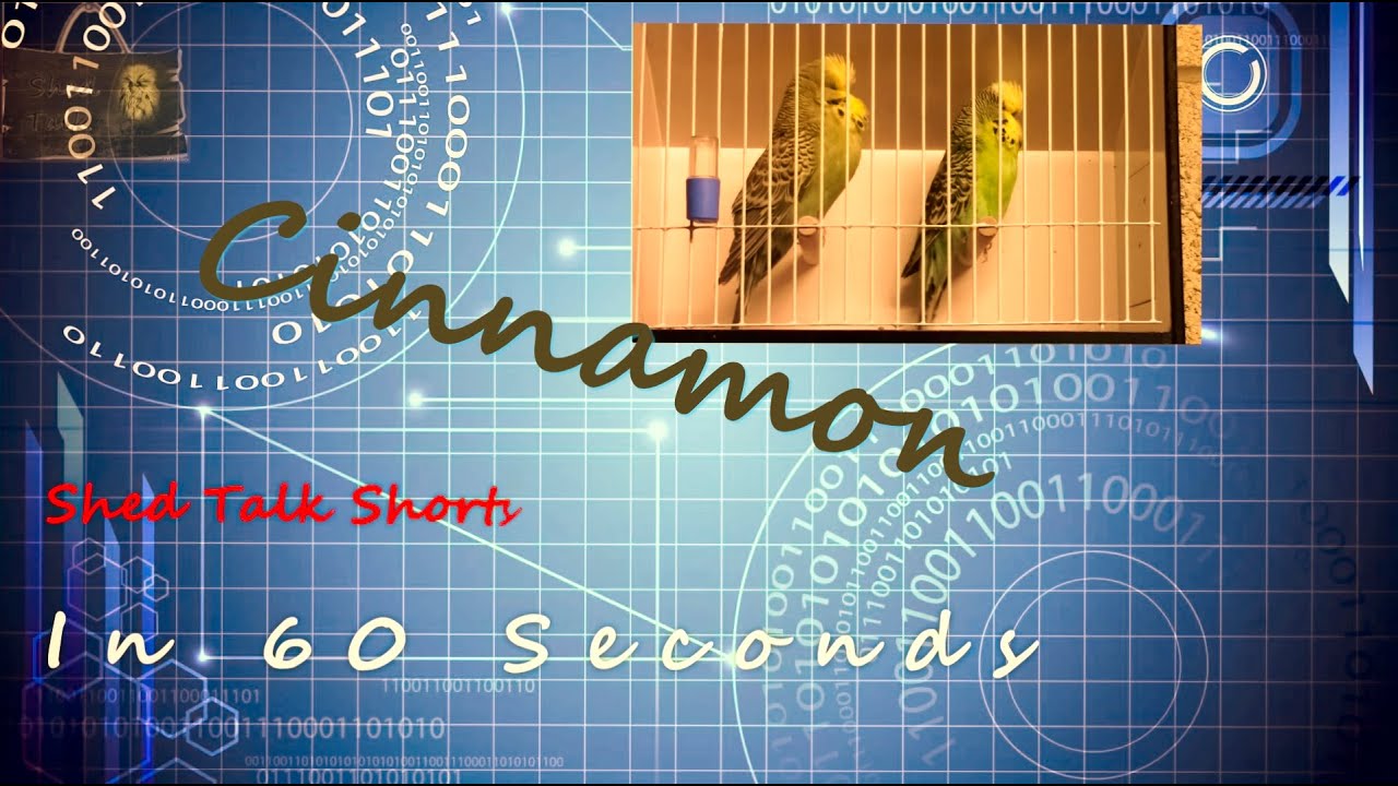 Shed Talk Shorts - Cinnamon in 60 seconds