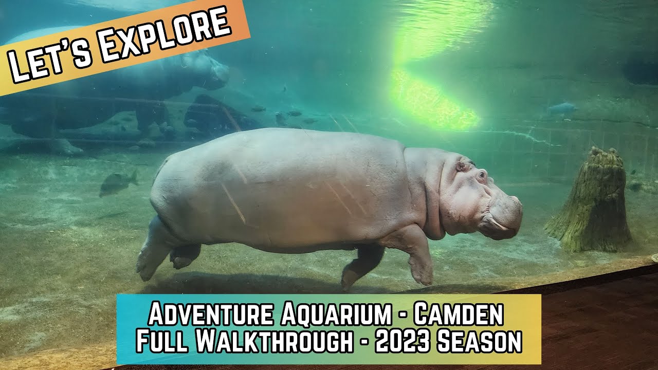 Unlocking the Mysteries of the Deep at Adventure Aquarium - Full Walkthrough