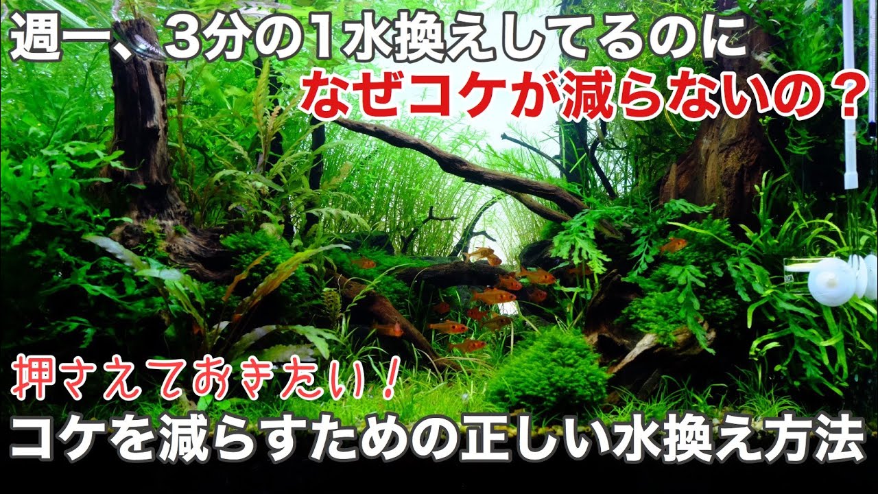 水草水槽でコケを出さないための水換え方法〜適切な水換え回数と換水量は？初心者のための熱帯魚飼育  How to do water change in aquarium