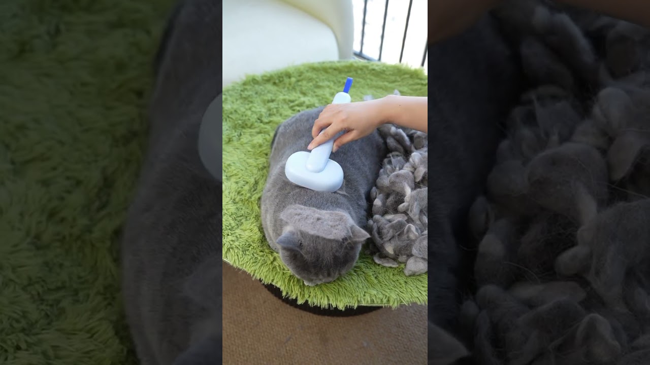 Cat Hair Everywhere? Try This Brush! 🐾