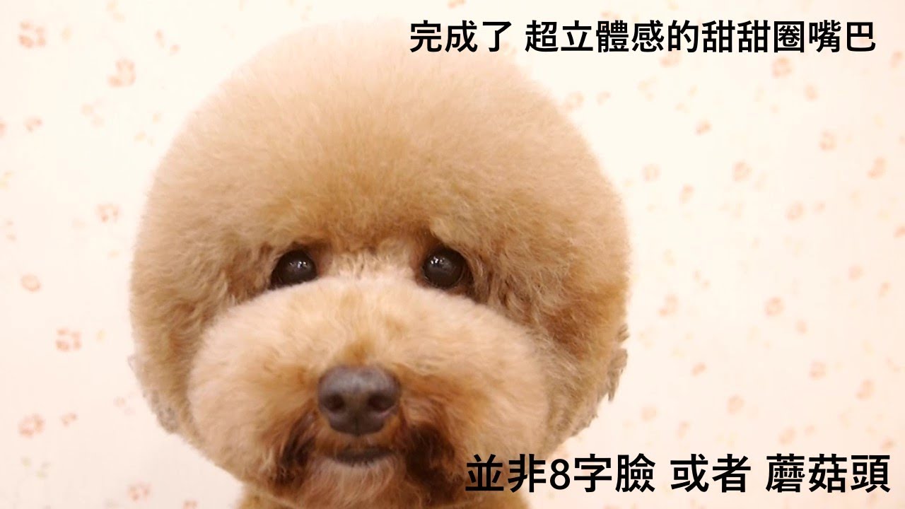 夢想寵物美容 跟著阿貓貓一起看美容  立體甜甜圈 剪法分享