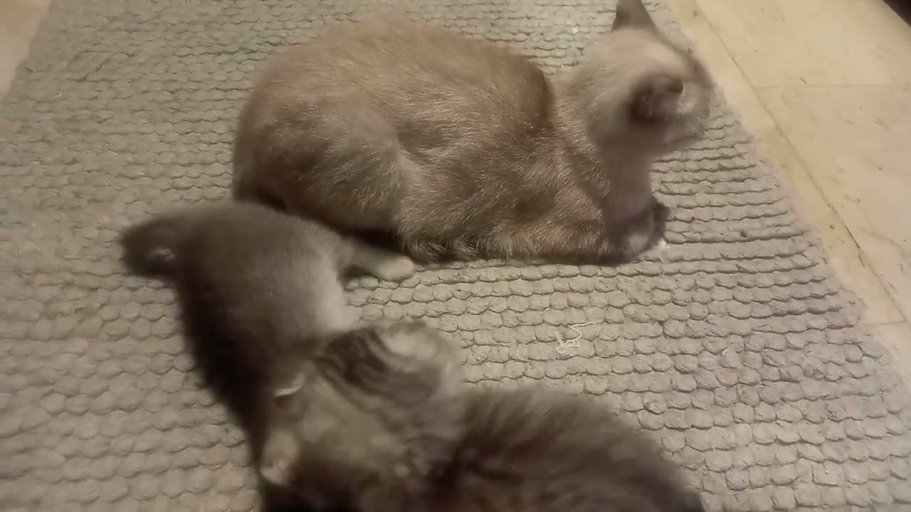 Kittens play with Mmas side #cute #kitten 