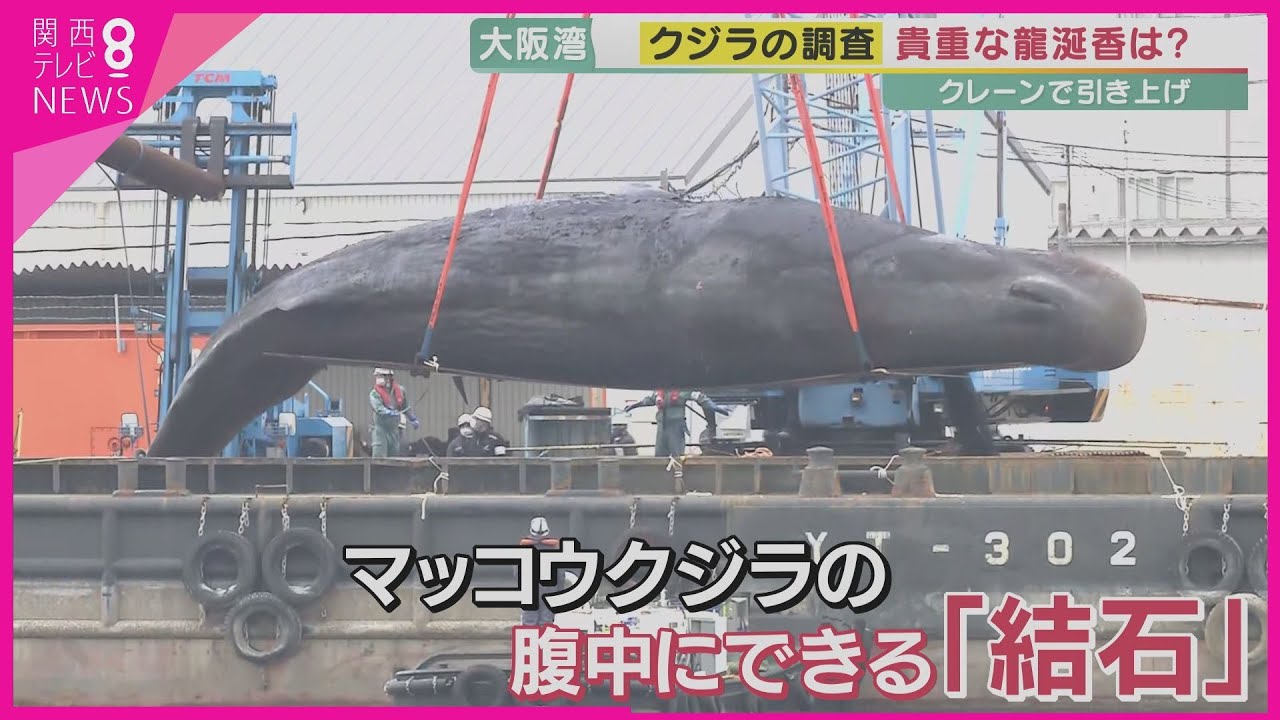 【特集】体長15メートル・体重40トン　大阪湾の