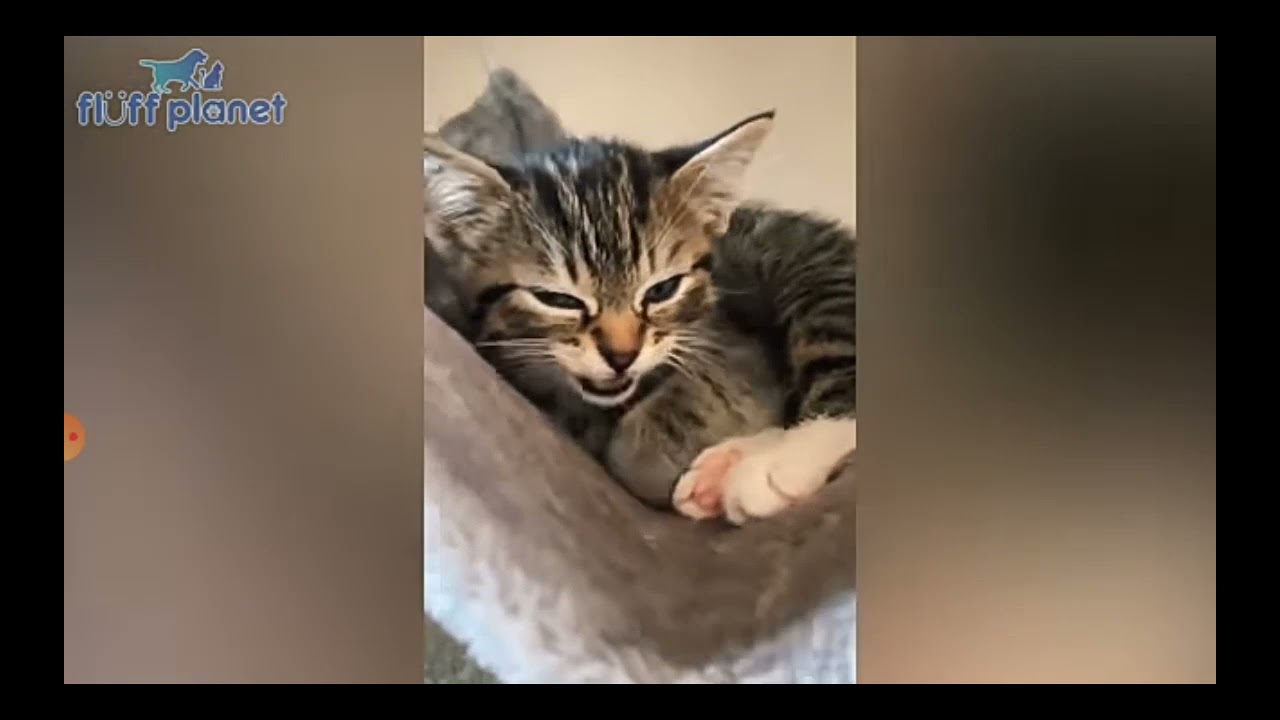 reacting to fluff planet funny😆