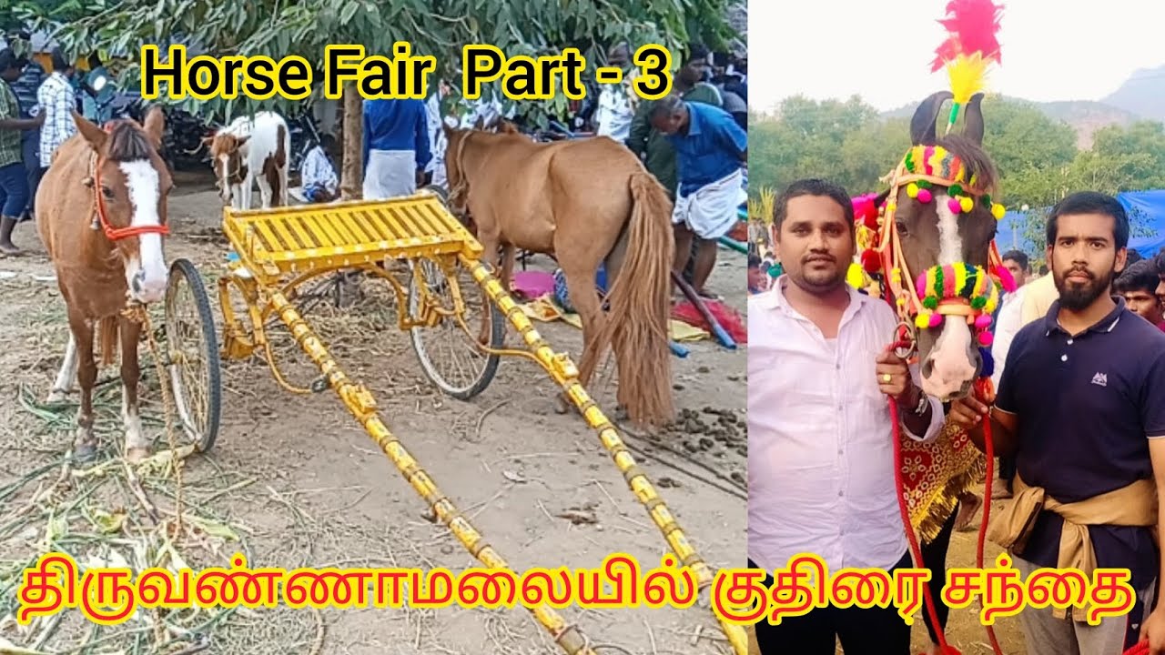 Horse fair in tiruvannamalai deepam biggest festival | திருவண்ணாமலை தீபத்தில் குதிரை சந்தை