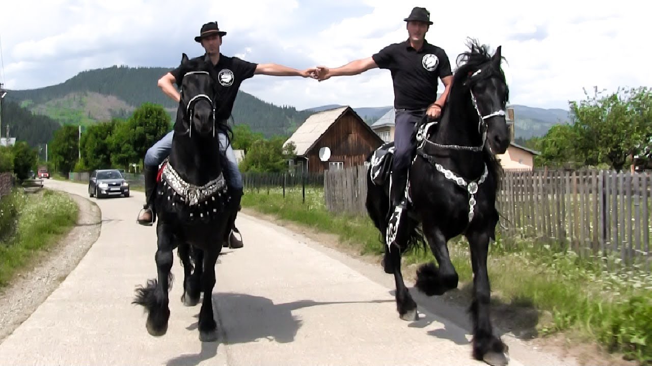 Езда на фризских лошадях 🐎 Домен лошадей Буковина