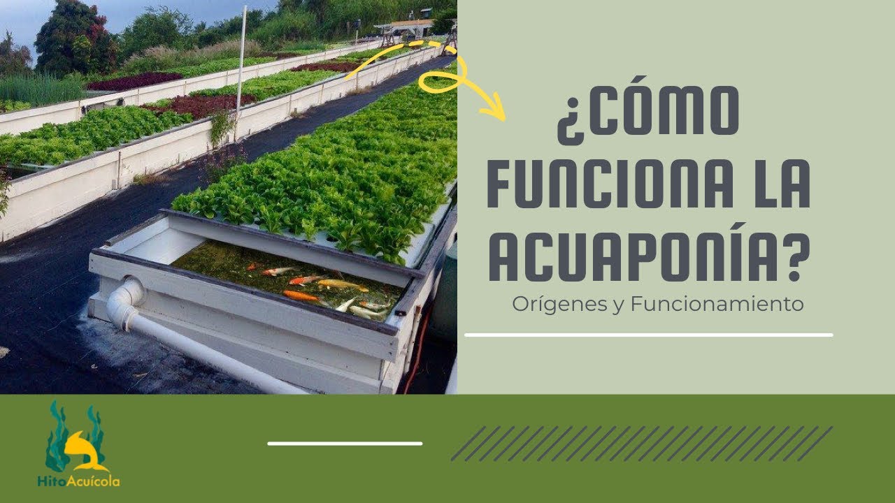 ¿Cómo funciona la acuaponía?