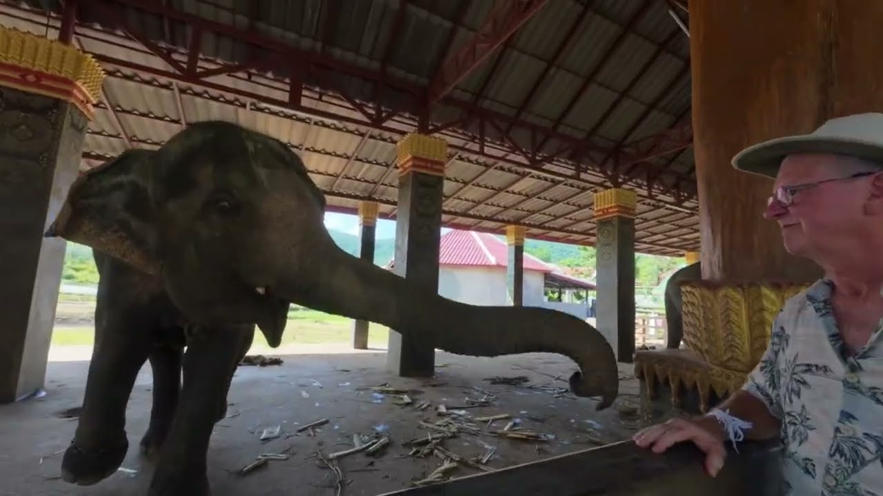 Baby Elephant Born April 2025🥰                     #babyelephant #laostravel 