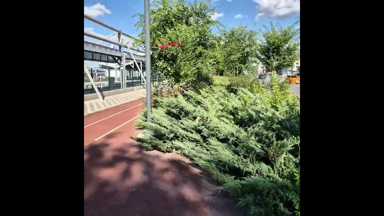 Ankara'nın doğal ağacı, Karaağaç (Ulmus Minor)