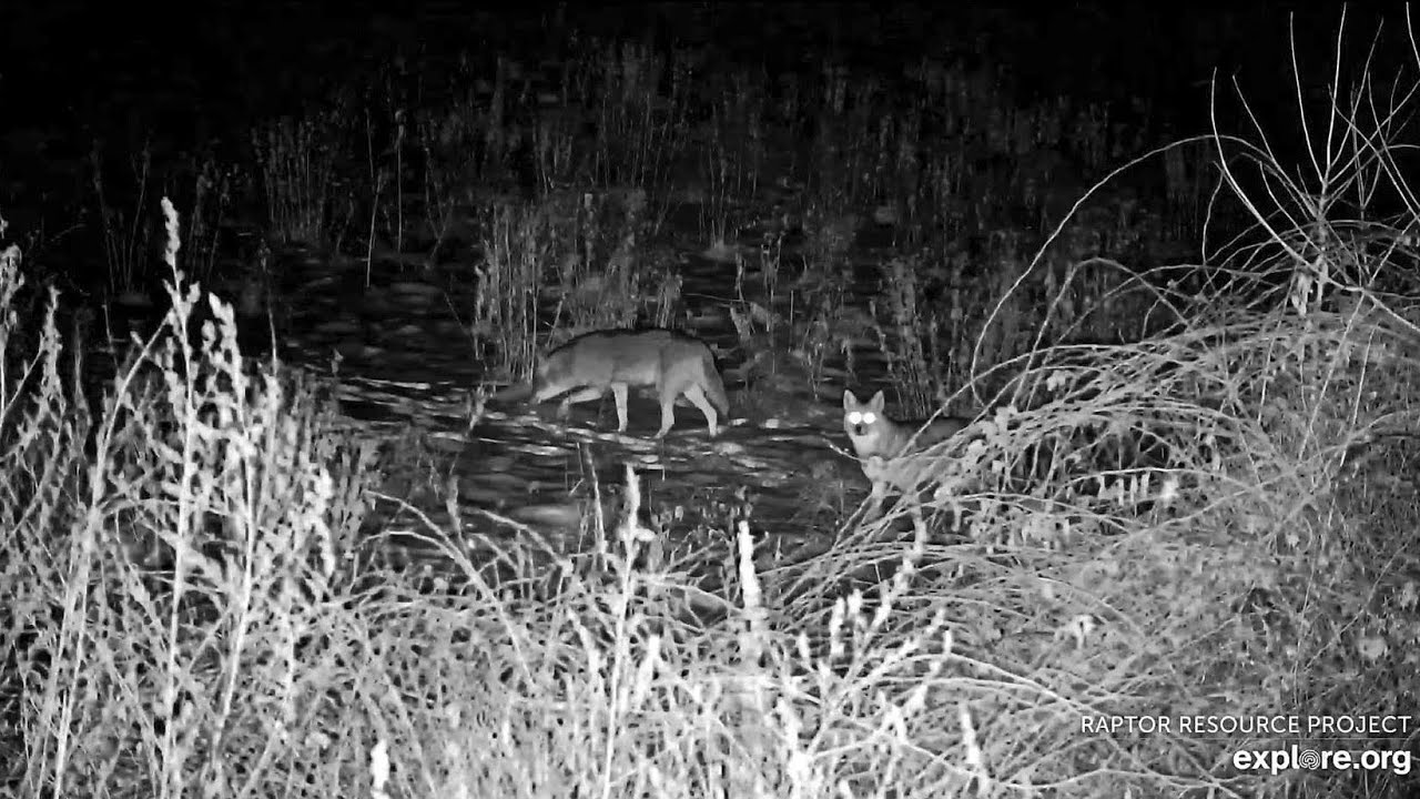 Decorah North Eagles: The Call of the Wild! Coyotes! Explore.org 1-5-2026