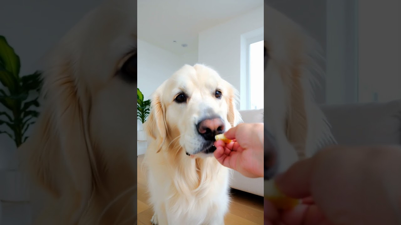 🐶 Ja nie wierze w tego psa co on wyprawia...