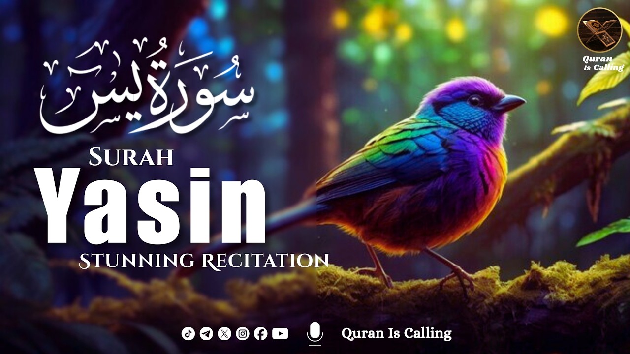 Most soothing recitation of Surah Yaseen سورة يس | Quran is Calling
