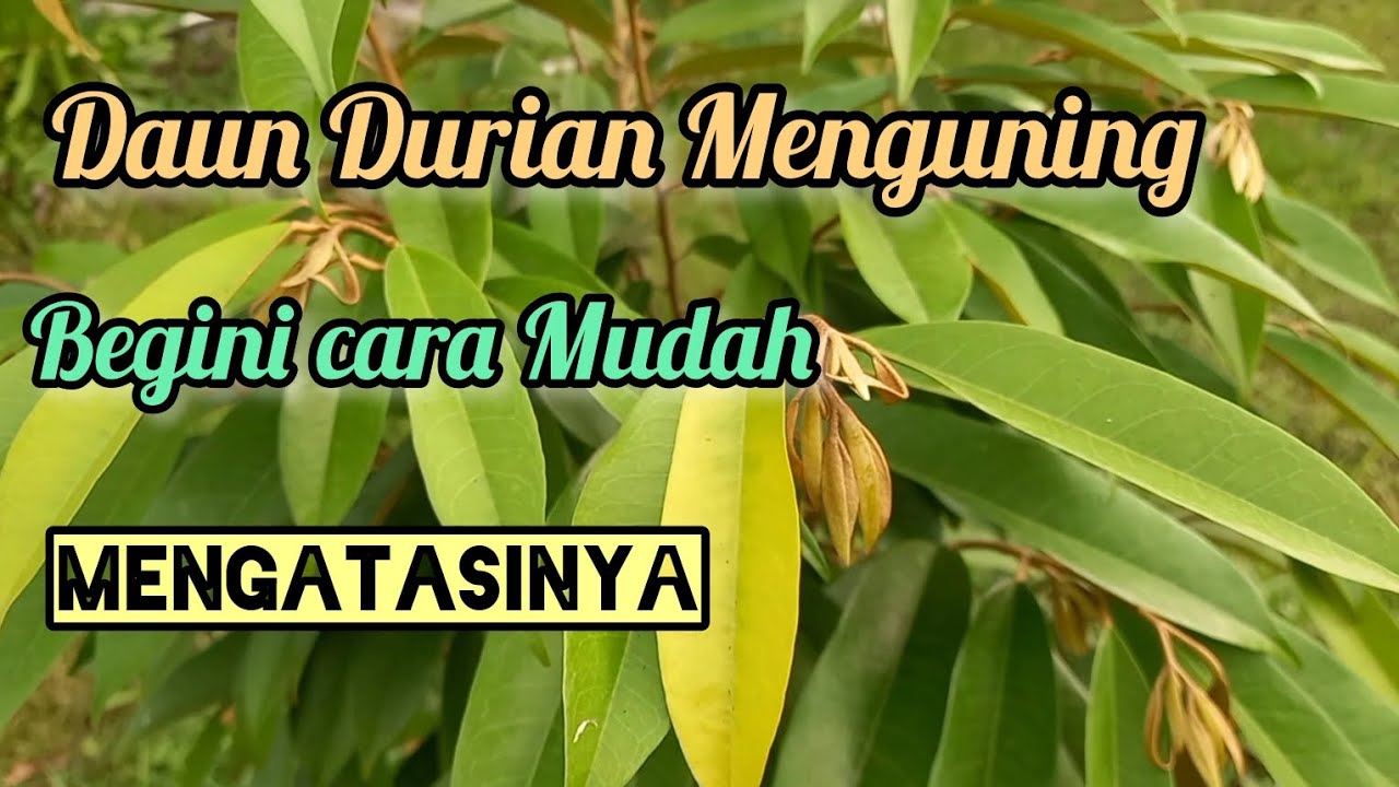 Cara mudah mengatasi daun durian menguning, seminggu kelihatan hasilnya