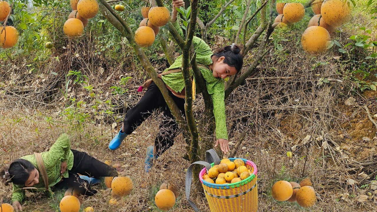 Single mother, 17 years old, picking oranges to sell, Ly Tieu Anh