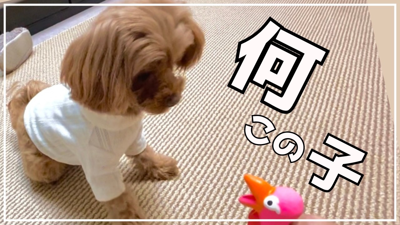 お年玉で買った『変な鳥』と対面した結果　愛犬のリアクションが予想外でした【プードル強めのマルプー】【マルプーはなこ】
