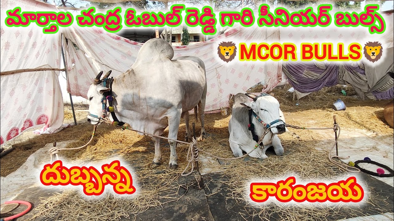 చిలకలూరిపేట టౌన్||సీనియర్స్ విభాగం కి వచ్చిన జత MCOR BULLS 💥దుబ్బన్న & కారంజయ💥 