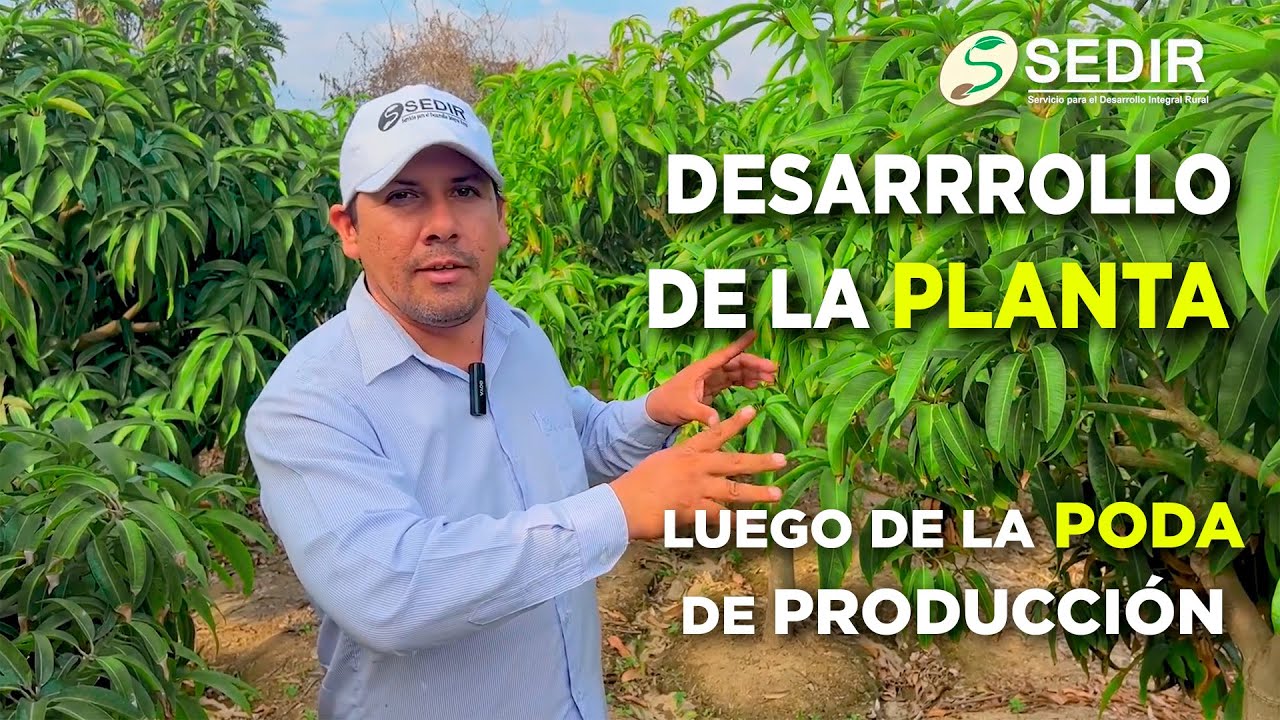 MANGO: DESARROLLO DE LA PLANTA LUEGO DE LA PODA DE PRODUCCIÓN