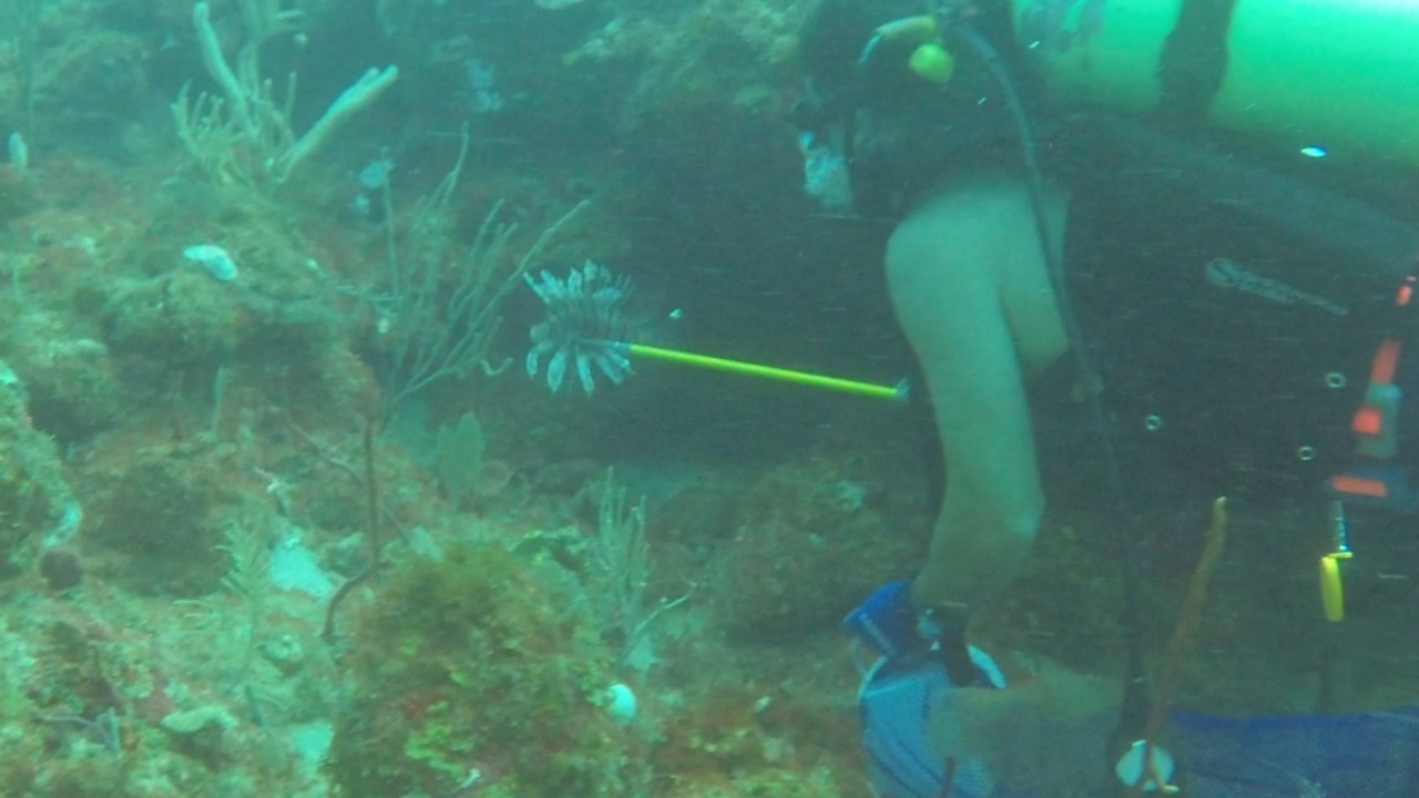 Lionfish Hunt near Palmas del Mar, Humacao | Scuba Puerto Rico