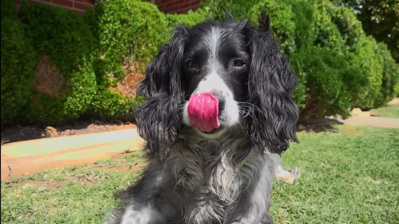 Rage Syndrome in Dogs: Why Specialized Training and Safety Come First | K9 Basics
