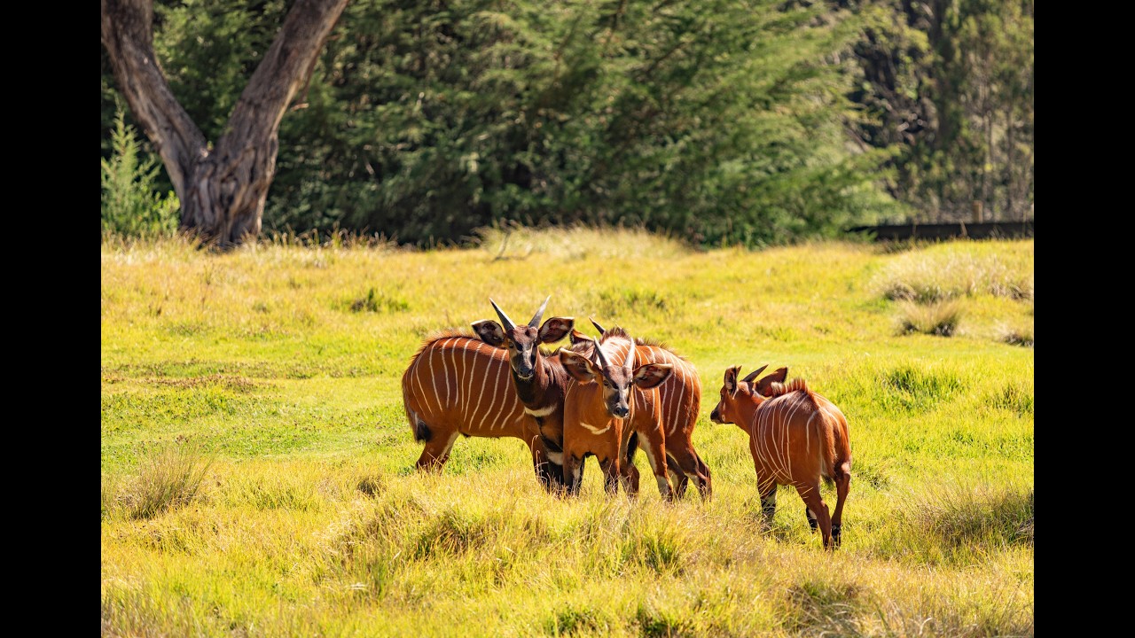 The Making of a Conservancy | Inside Lewa’s 30-Year Wildlife Conservation Journey