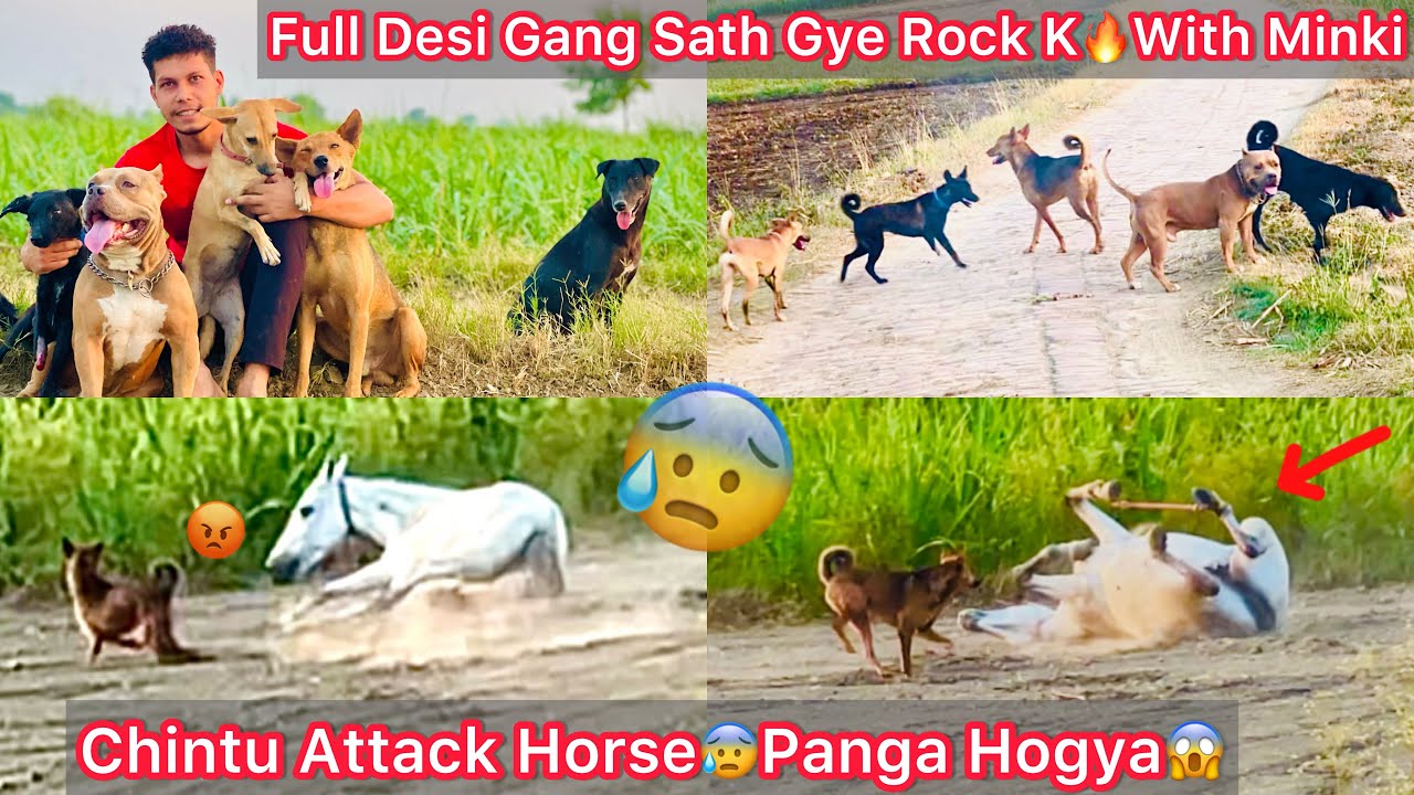 Pure Desi Gang Rock K Sath Hogye🐶Dogs Vs Horse🐴Attack Kardiya😰Panga Hogya