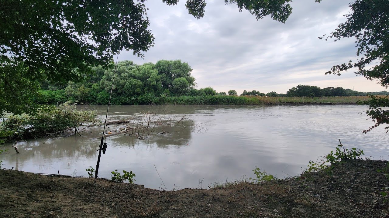 Рыбалка на ТЕРЕКЕ в Чечне на СОМА #рыбалка #fishing #отдых #carpfishing #сом #река #терек
