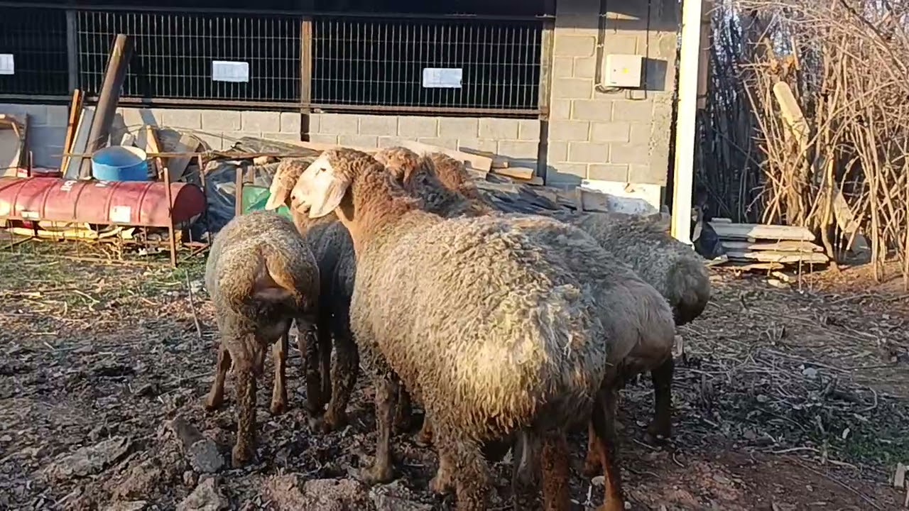 Мыкты кочкорлор 0995900997