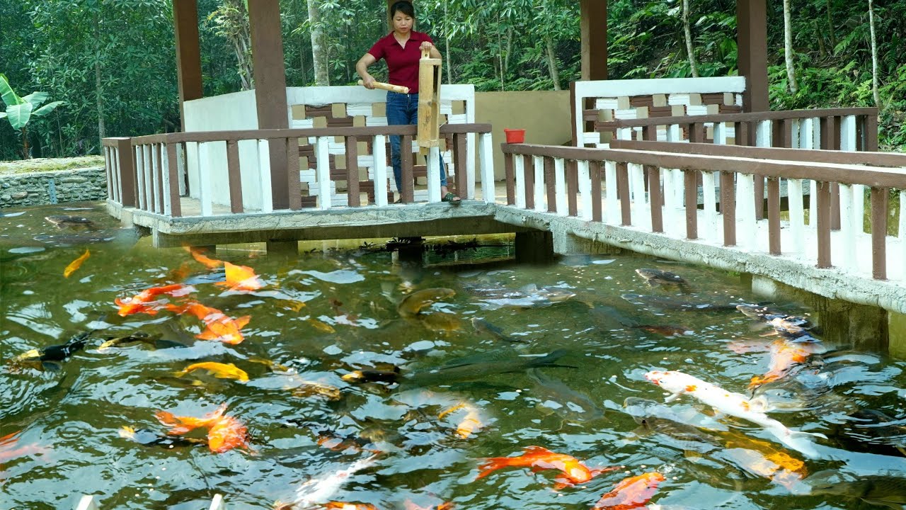 Harvesting Fish from the Pond & Simple Bamboo Trick to Attract Fish - Ph&ugrave;ng Thị Ch&agrave;i