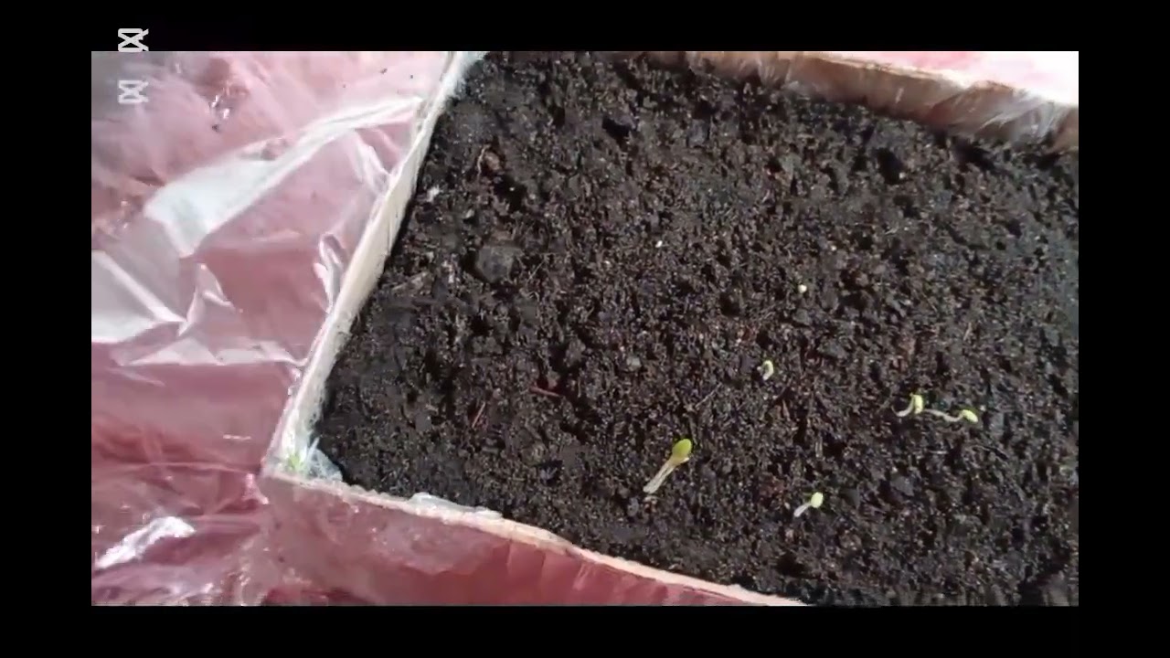 Sałata wykiełkowała po 7 dniach 🌱 Wysiew sałaty w kartonowym pudełku
