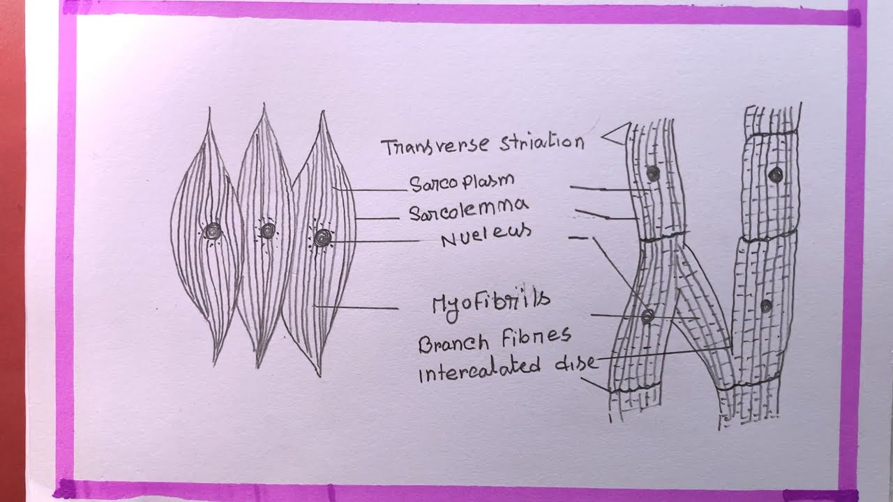 Tone Up Your Drawing Skills Smooth Muscles vs Cardiac Muscles